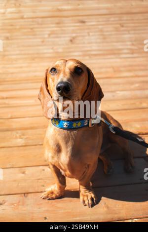 Dachshund dog sitting on a wooden floor in the sun Stock Photo