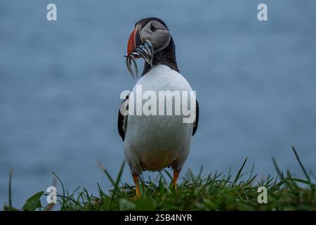 Breakfast time for the puffin Stock Photo - Alamy
