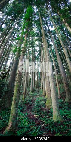 Tall pine tree in pine tree forest Stock Photo