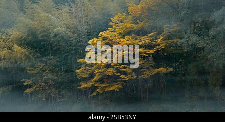 bamboo in bamboo forest at autumn season during a misty morning Stock Photo