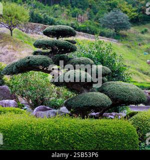 Yew tree, in japanese garden with Niwaki's pruning. Stock Photo