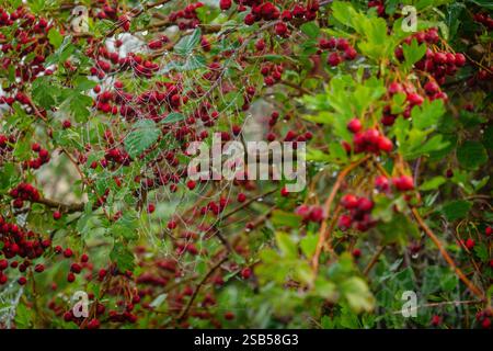 Morning dew delicately glistens on a spiderweb intertwined among vivid red berries and lush foliage, creating a tranquil nature scene. Stock Photo
