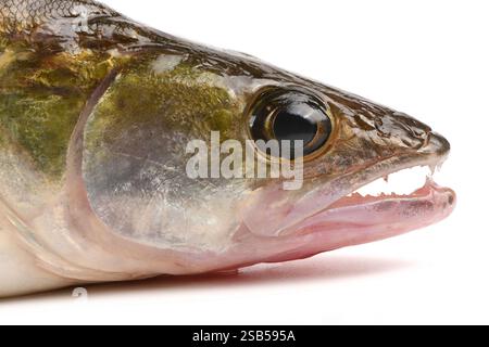Close-up of pike perch eye. Zander river fish. Pike perch fish isolated on white background. Stock Photo