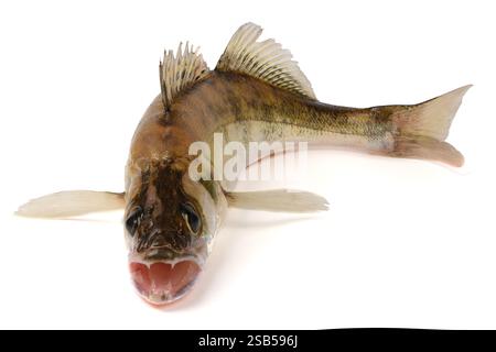 Zander river fish. Pike perch fish isolated on white background. Stock Photo