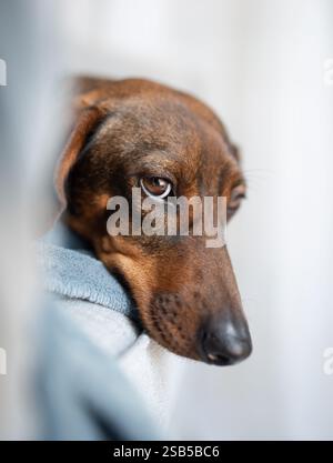 Close-up portrait of an old gray-haired dachshund. The dog looks expressively at the person or doctor who touches him. Stock Photo