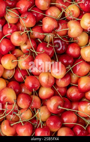 A vibrant and visually appealing collection of fresh cherries, showcasing their glossy texture and rich colors Stock Photo