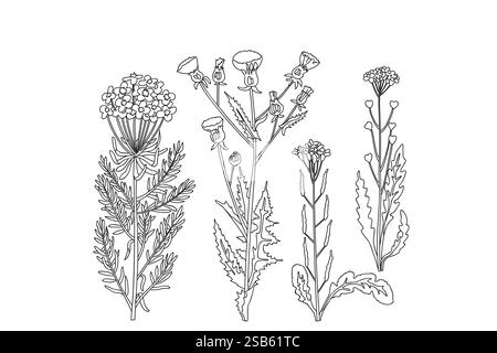 Collection botanical plants and flowers isolated on white background. Line art wildflowers bouquet vector illustration. Graphic design for Print Invit Stock Vector