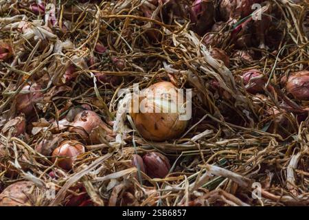 Bunch of onions are scattered on the ground. One of them is a large, rotten onion Stock Photo