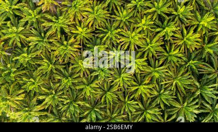 Aerial view of a dense green forest landscape with power transmission ...