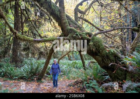 Klamath, California - Redwood trees (Sequoia sempervirens), the tallest trees in the world, in Prairie Creek Redwoods State Park. The park is part of Stock Photo