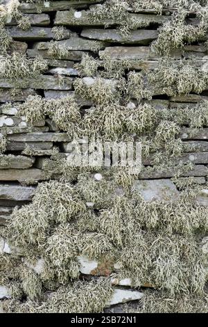 Lichen growing on a drystone wall on Bressay, Shetland. Stock Photo