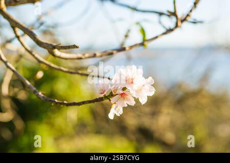 Soft pink almond blossoms bloom on a slender tree branch in sunlight. Stock Photo