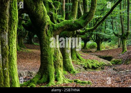 Otzarreta beech, fagus Sylvatica, Gorbeia natural park, Alava- Vizcaya, Euzkadi, Spain. Stock Photo