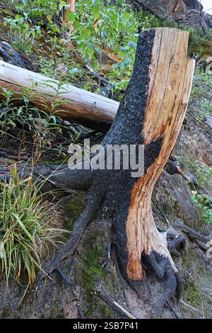 A burnt tree trunk on a mountain slope after a fire. Stock Photo