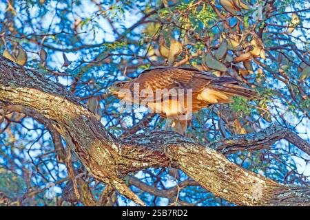 African Hawk Eagle in A Tree in Hwange National Park in Zimbabwe Stock Photo