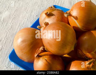Golden onions on a blue plate against a linen towel background. Fresh onions at the market close-up. Stock Photo