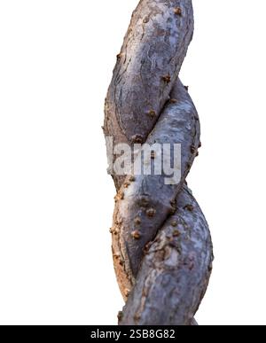 A twisted tree branch with many bumps and ridges. The branch is brown and he is old Stock Photo