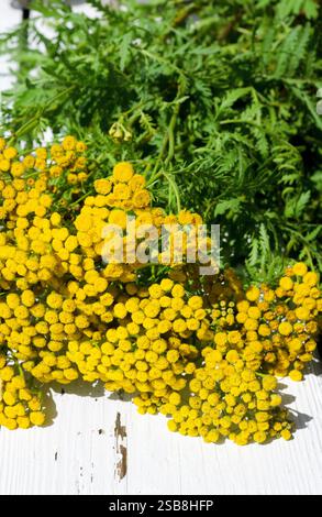 Tansy on the windowsill. Medicinal tansy on a white windowsill. Prevention of herbal medicine. Stock Photo