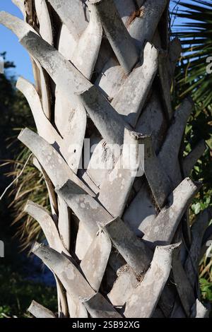 Sabal palmetto palm tree trunk with old leaf bases growing in crisscross pattern vertical photo Stock Photo