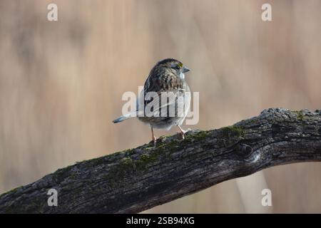White-throated Sparrow perched on branch Stock Photo