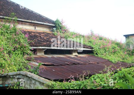 an old abandoned house with vines growing on it Stock Photo