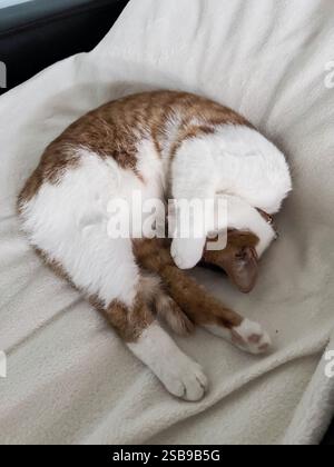 The red cat is sleeping on its side. It has curled up into a ball, stretching out its hind legs. High-Angle Shot. Stock Photo