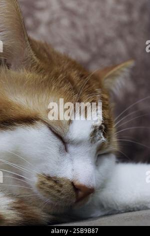 The ginger cat is sleeping on the couch. It has placed its head on its paws. Close-up of the head. Stock Photo