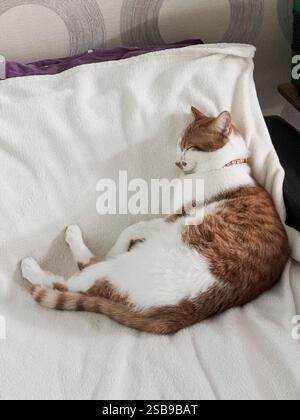 The ginger cat is sleeping on its side. Oblique Angle. Stock Photo