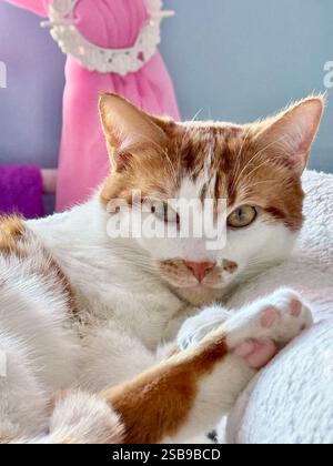 Portrait of a ginger cat. The cat is lying on the bed. Close-up. Stock Photo