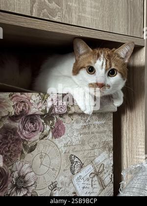 The ginger cat is hiding in a closet on a cardboard box. Stock Photo