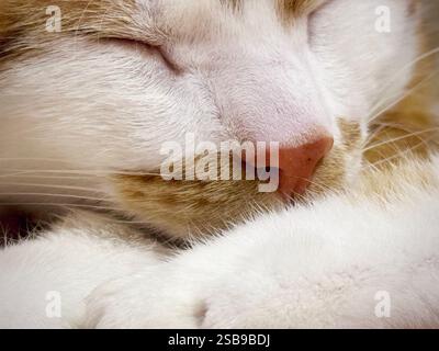 The face of a sleeping cat. The cat is sleeping with its head resting on its paws. Extreme close-up. Stock Photo