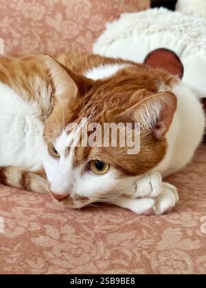 The ginger cat is lying on the couch with its head resting on its paws Stock Photo