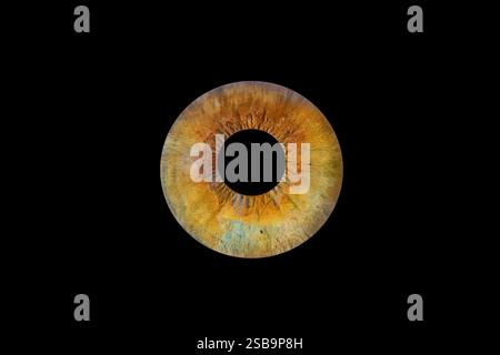 A highly detailed close-up of an iris, appearing as a floating circular structure against a black background. Stock Photo