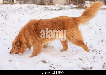 Gold colored dog playing in a snow Stock Photo