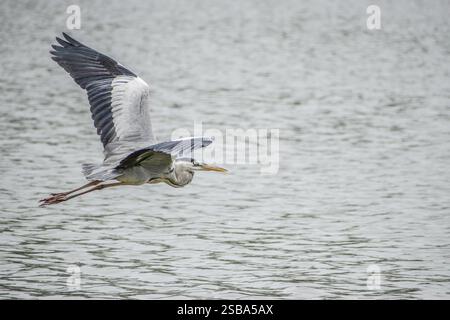 A grey heron gliding across Jurong Lake in the western part of Singapore. Stock Photo