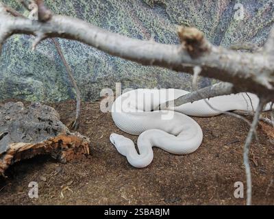 The ball python (Python regius), also called the royal python white non-venomous constrictor snake Stock Photo