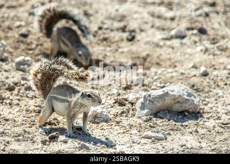 A well camouflaged ground squirrel standing alert, on all fours, with his tail up high, by a rock. Stock Photo