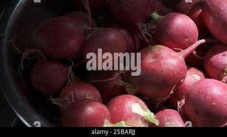 Close-up image of fresh red radishes with roots intact, showcasing their vibrant color and natural texture Stock Photo