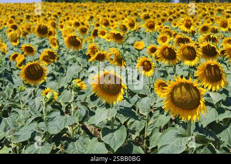 Field of sunflowers near Ancona, La Marche Stock Photo
