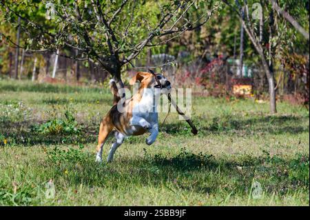 A tricolor beagle with white, brown, and black fur jumps through a grassy field holding a stick in its mouth. Its ears are flapping, and its tail is r Stock Photo
