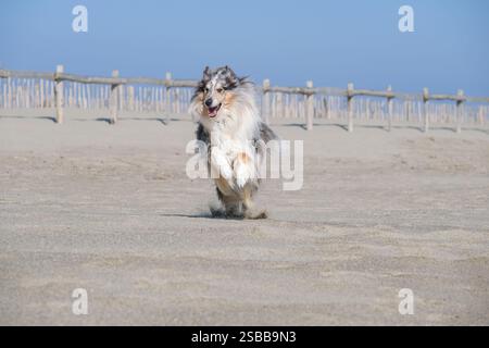 A happy dog ​​runs on an empty beach, with a wooden railing and a clear blue sky in the background Stock Photo