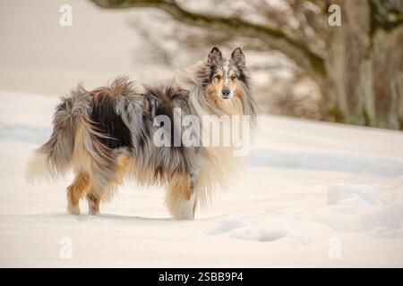 A wonderful dog stands in a snowy landscape with an old oak tree in the soft background Stock Photo
