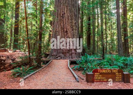 The Redwood Founders Tree in the Humboldt Redwoods State Park, California Stock Photo
