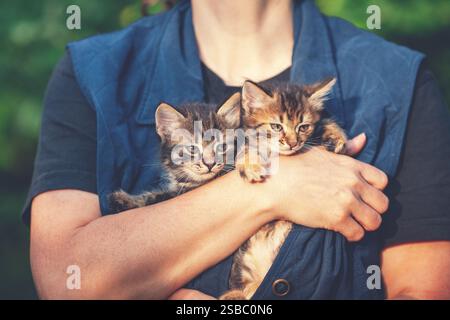 Woman holding two stray kittens outdoor Stock Photo