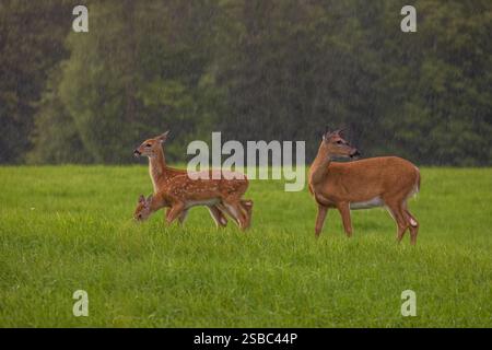 Rain falling on a doe and her fawns in a northern Wisconsin meadow, Stock Photo