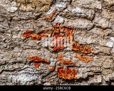 Close up of bark on pine tree Stock Photo