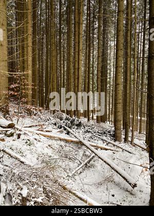 Winter forest in mountains: stems of tall pine trees, ground covered with snow and old fallen trees. Stock Photo