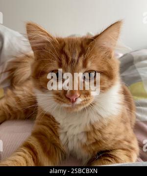 Portrait of an orange cat. Young siberian breed cat lying on the bed and looking at the camera. Stock Photo
