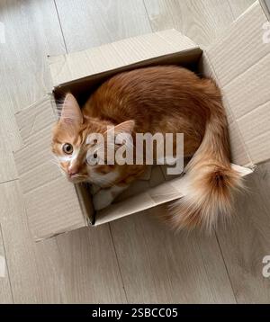 Cat in a cardboard box. Orange siberian breed cat looking up at the camera while sitting in a small box on the floor. Stock Photo