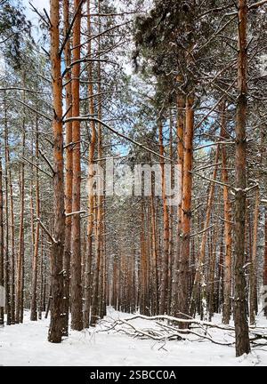Pine forest in winter. Rows of stems of tall pine trees, ground covered with snow. Stock Photo